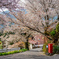三多気の桜5