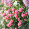 my garden