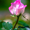 薔薇