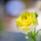 薔薇