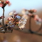 桜の開花
