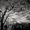 金沢城公園の夜桜３