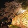 金沢城公園の夜桜４