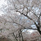 コンデジで桜2