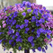 _DSC1950_00001