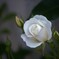 薔薇が咲きました