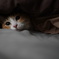 まどろむ