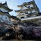 桜の伊賀上野城