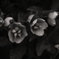 Christmas Rose