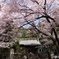 境内の桜
