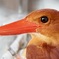 アカショウビン