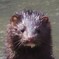 野生ミンクのガン見