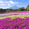 富士芝桜