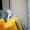漁港のねこ