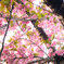桜のポンポン