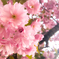 花びらがキレイ