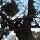ねこ