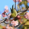 河津桜とメジロ