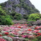 御船山楽園つつじ谷