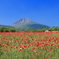 火張山花公園のポピー