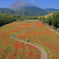 火張山花公園のポピー