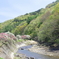 花桃と新緑と