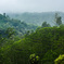 Kebun Teh Sirah Kencong