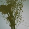 花束