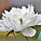 庭に咲いた芍薬の花 22-286 