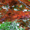 新緑が眩しい丈山苑＃４
