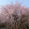 満開のしだれ桜