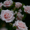 東京・神代の薔薇W