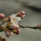 初桜