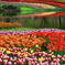 Ｆｌｏｗｅｒ　ｇｌａｃｉｅｒ