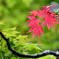 新緑の中の赤紅葉