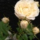 薔薇