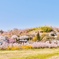 花見山公園1