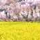 花見山公園2