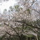 開花２