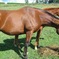 中川将志のニュージーランドの馬