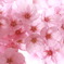 春うらら