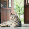 ねこ日和