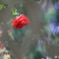 ラティス越しの薔薇