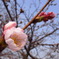 花開くまであと少し！