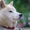 犬