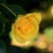 春薔薇
