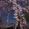 西尾市の枝垂れ桜