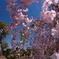 西尾市の枝垂れ桜