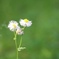 足元に咲く花