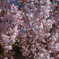 西尾市の枝垂れ桜